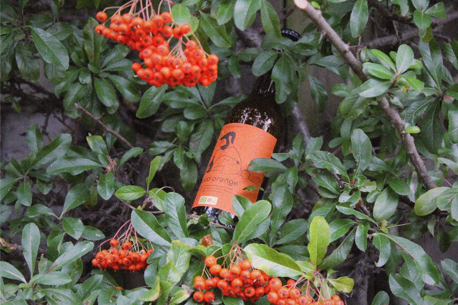 Natural vs Artificial Flavours in Soda: Why We're Keeping it Real