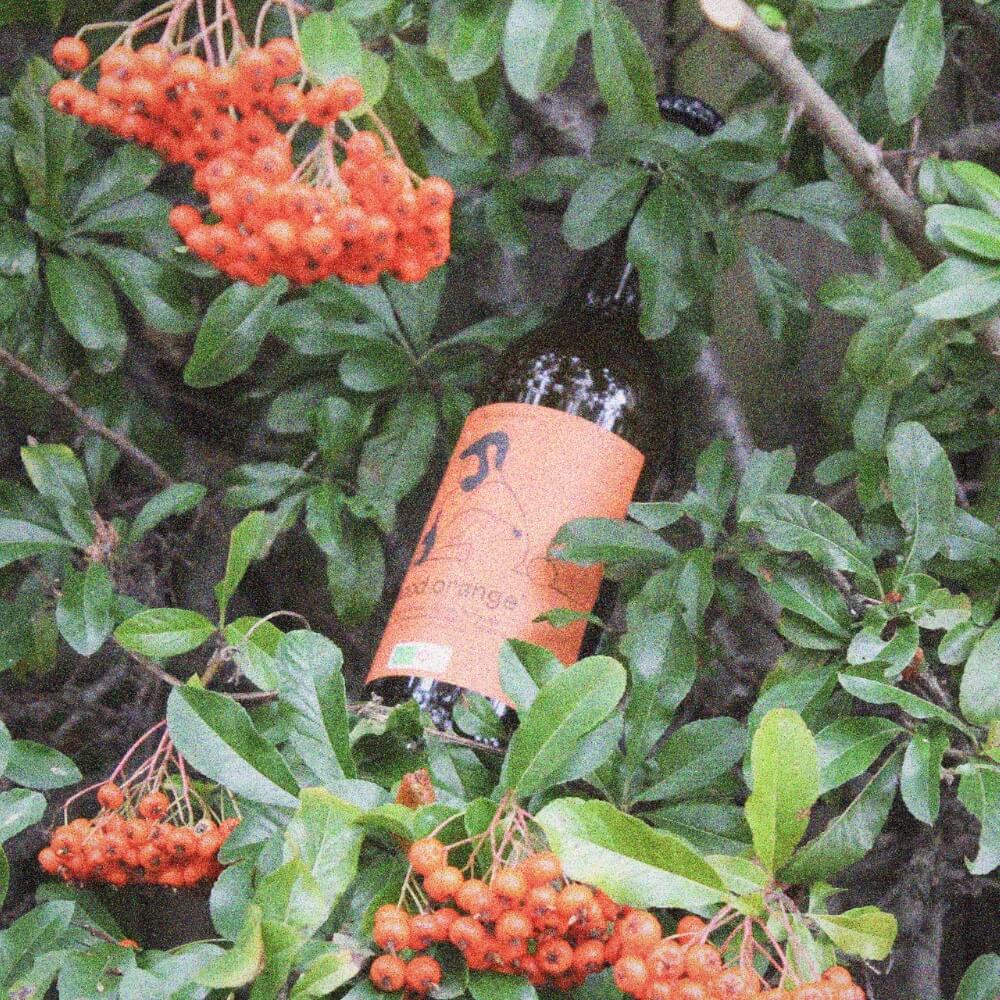 Bottle of Good Orange™ in a bush with orange berries