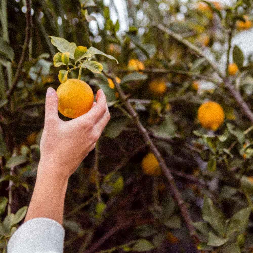 What does 'Organic' mean? And how we make sure our sodas live up to It